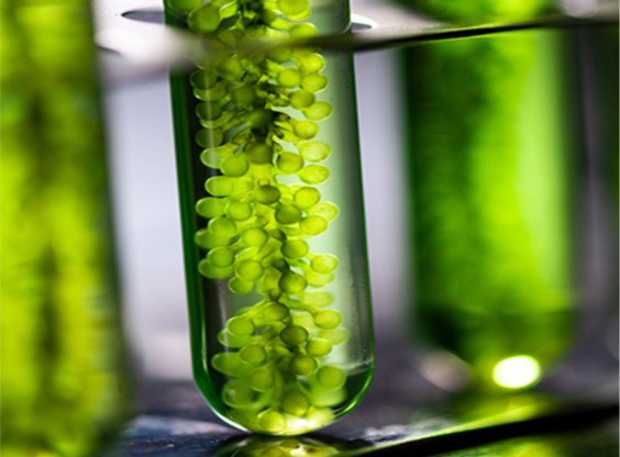 Biological Resources  and Related Legislation
